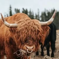 Long-haired horned cow in front of spruce trees, the Aldercroft Farm profile photo
